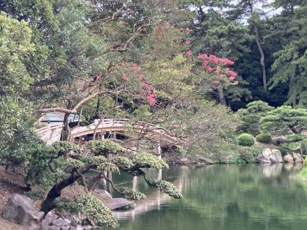 見頃の花々（2023.9.8）