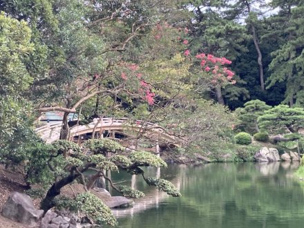 見頃の花々（９月８日）