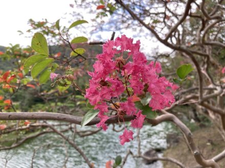 見頃の花々（９月８日）