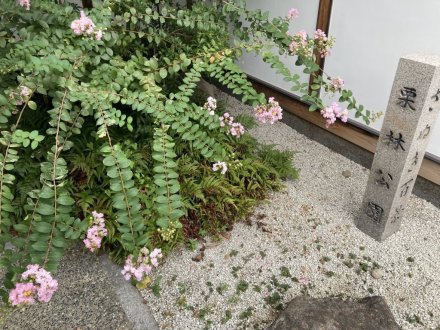 見頃の花々（９月８日）