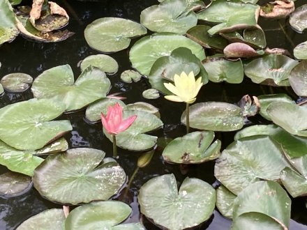 見頃の花々（９月８日）