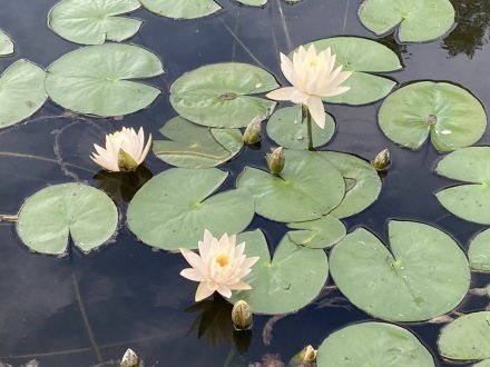 見頃の花々（９月８日）