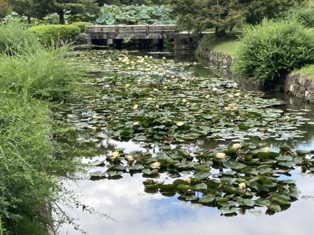 見頃の花々（９月８日）