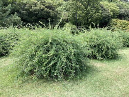 見頃の花々（９月８日）