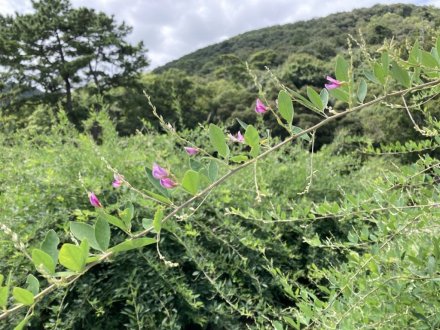 見頃の花々（９月８日）