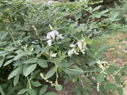 見頃の花々（９月８日）