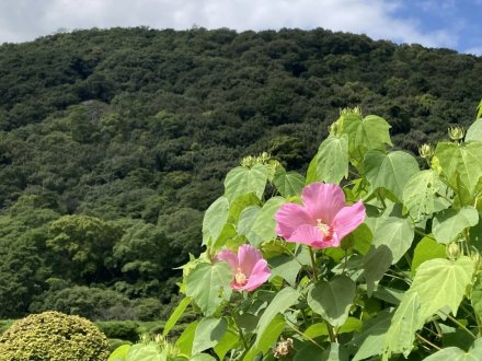 見頃の花々（９月８日）