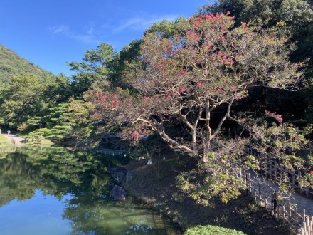 見頃の花々、ちょこっと咲いている花（９月１３日）