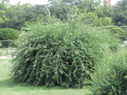 見頃の花々、ちょこっと咲いている花（９月１３日）