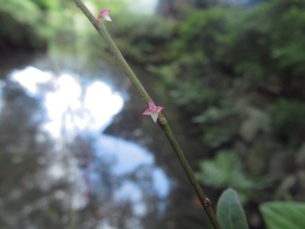 見頃の花々、ちょこっと咲いている花（９月１３日）