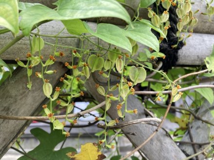 見頃の花々、ちょこっと咲いている花（2023.9.13）