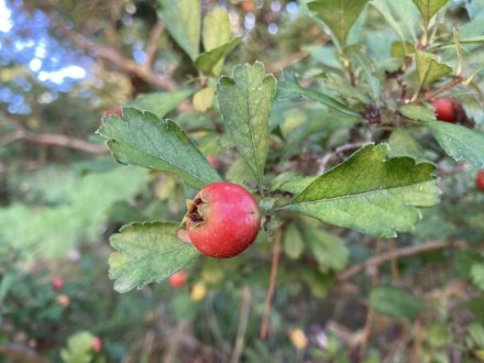 見頃の花々、ちょこっと咲いている花（９月１３日）