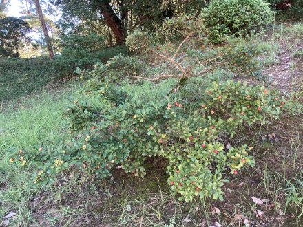 見頃の花々、ちょこっと咲いている花（2023.9.13）