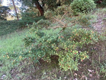 見頃の花々、ちょこっと咲いている花（９月１３日）