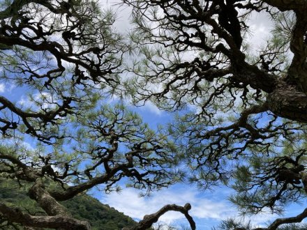 見頃の花々、ちょこっと咲いている花（９月１３日）