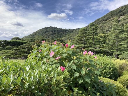 見頃の花々（2023.10.7）