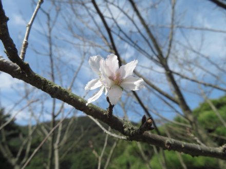 サクラ、キンモクセイ、見頃の花々（2023.10.11）