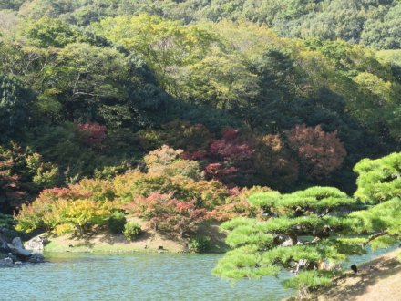 ツワブキ、実、見頃の花々（2023.11.7）