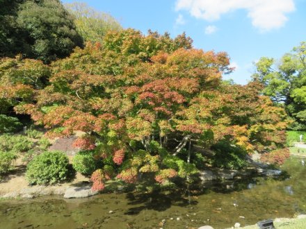 ツワブキ、実、見頃の花々（2023.11.7）