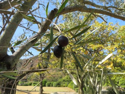 ツワブキ、実、見頃の花々（2023.11.7）