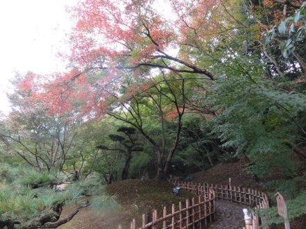 紅葉　色づき始め（2023.11.13）