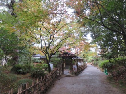 紅葉　色づき始め（2023.11.13）