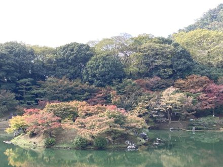 紅葉　色づき始め４割程度（2023.11.16）