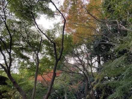 紅葉　色づき始め４割程度（2023.11.16）