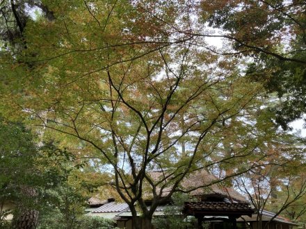 紅葉　色づき始め４割程度（2023.11.16）