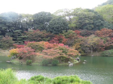 紅葉　半分程度（１１月１９日）