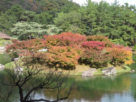 紅葉　半分程度（１１月１９日）