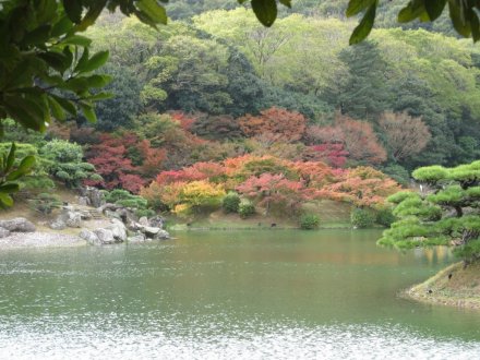 紅葉　半分程度（１１月１９日）
