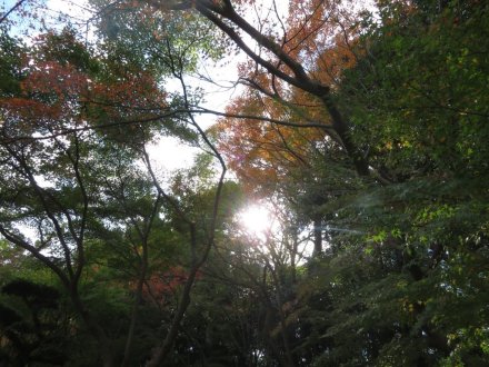 紅葉　半分程度（１１月１９日）