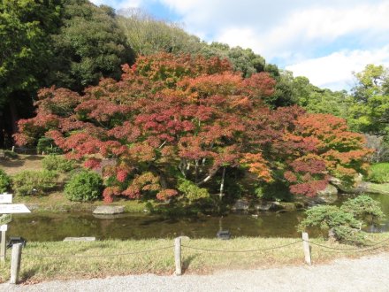 紅葉　半分程度（１１月１９日）