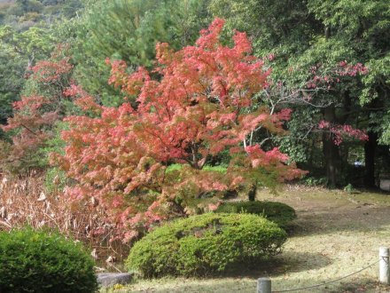 紅葉　半分程度（１１月１９日）