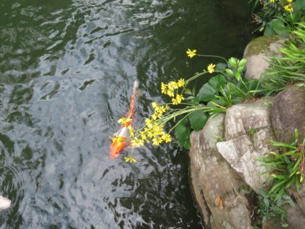 紅葉　半分程度（１１月１９日）