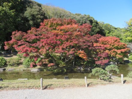 紅葉　６割程度（１１月２１日）