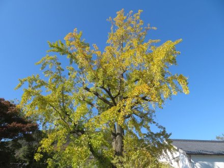 紅葉　６割程度（１１月２１日）