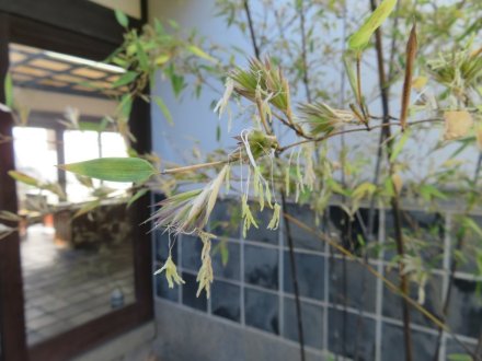 紅葉　６割程度（１１月２１日）