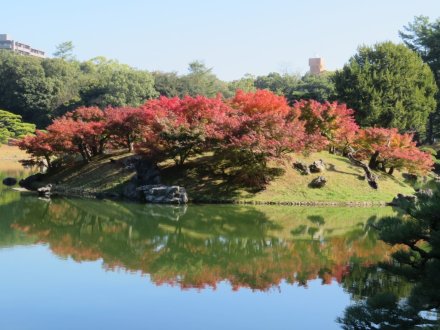 紅葉　見頃（2023.11.22）