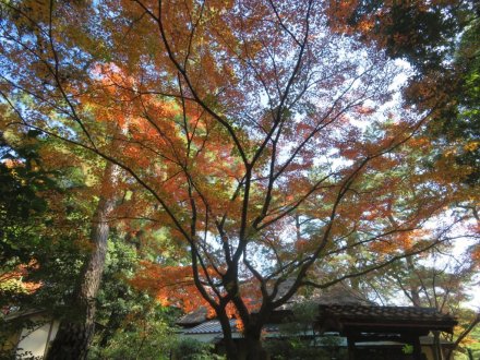 紅葉　見頃（2023.11.22）
