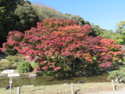 紅葉　見頃（2023.11.22）