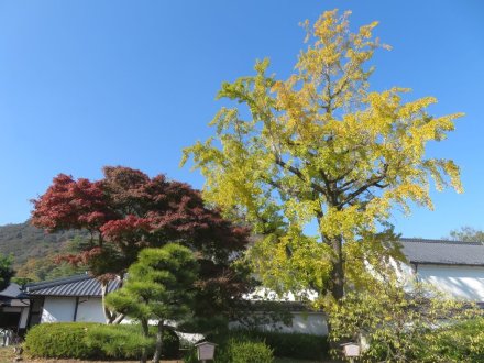 紅葉　見頃（2023.11.22）