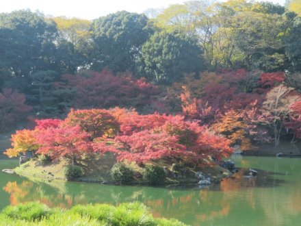 紅葉　見頃（2023.11.26）