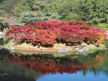 紅葉　見頃（2023.11.26）
