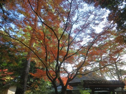 紅葉　見頃（2023.11.26）