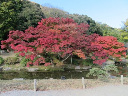 紅葉　見頃（2023.11.26）