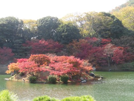 紅葉　見頃（2023.11.28）