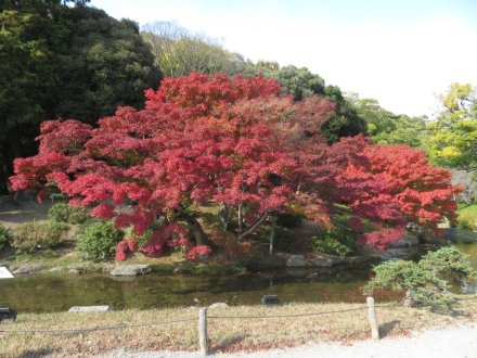 紅葉　見頃（2023.11.28）
