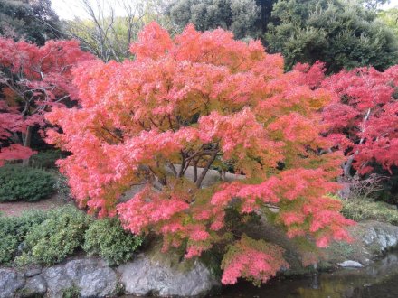 紅葉　見頃（2023.11.28）